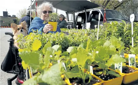  ?? CLIFFORD SKARSTEDT/EXAMINER ?? Shopper Valla Clark and her dog Coco drop by the Fisher's Farm stand during the opening day of the Peterborou­gh Downtown Farmers' Market in the Louis Street Parking Lot on Wednesday. The market is open every Wednesday from 8:30 a.m to 2 p.m. until the...