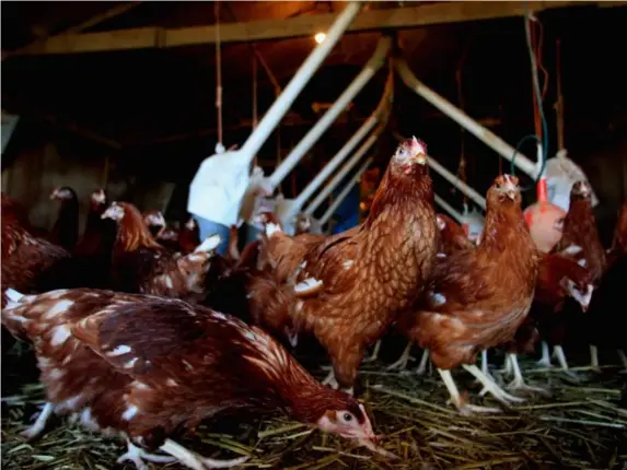  ??  ?? Hen-pecked: the UK is under pressure to accept US food standards (Getty)