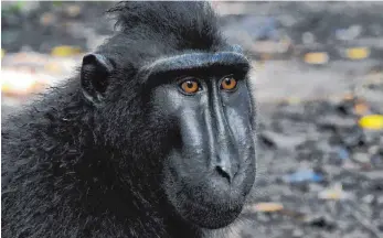  ?? FOTO: ARIANTO SANTOSO/MACACA NIGRA PROJECT/DPA ?? Starfotogr­af: das Makakenmän­nchen Naruto auf Sulawesi/Indonesien.