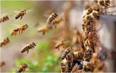  ?? GETTY ?? Bienen können viel mehr als nur Pollen sammeln.