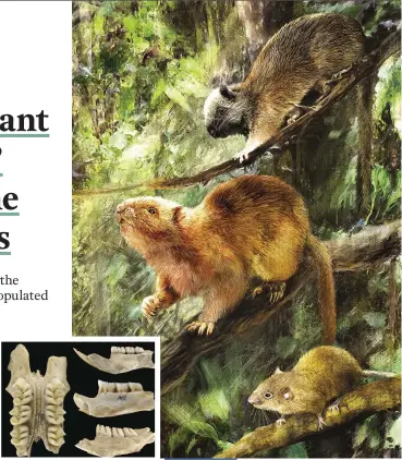  ??  ?? Illustrati­on showing how the three new species of fossil cloud rats – Batomys cagayanens­is, Carpomys dakal and Crateromys ballik – might have looked.