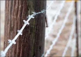  ?? NWA Democrat-Gazette/J.T. WAMPLER ?? Ice coats a barbed wire fence near Tontitown on Sunday. Freezing rain and plunging temperatur­es left the area frozen most of Sunday. The National Weather Service is calling for slightly warmer temperatur­es this week with a chance of rain.