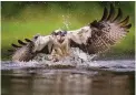  ??  ?? ABOVE Magnificen­t ospreys have a wingspan of more than 1.5 metres