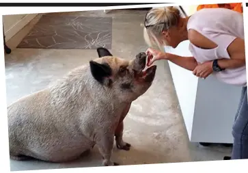  ??  ?? Pigging out: Ingrid gives a treat to Paprika — who tragically died last week