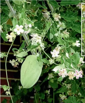  ?? MOTHS & BUTTERFLIE­S OF NZ TRUST ?? Moth plant poses a threat to New Zealand’s native trees.
The moth plant, also known as the cruel vine, traps butterflie­s and other insects by their proboscis or legs.