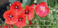  ?? SALLY TAGG/NZ GARDENER ?? Flanders poppies are a symbol of Anzac Day.