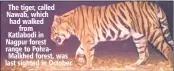  ??  ?? The tiger, called Nawab, which had walked from Katlabodi in Nagpur forest range to PohraMalkh­ed forest, was last sighted in October