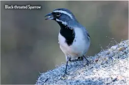  ??  ?? Black-throated Sparrow