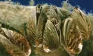  ?? Photograph: Maximilian Weinzierl/Alamy ?? Zebra mussel on stone underwater.