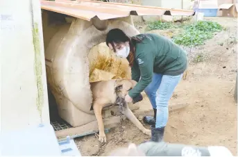  ?? MIN JOO KIM/ THE WASHINGTON POST ?? A dog is rescued from a dog-meat farm in Seosan, South Korea.