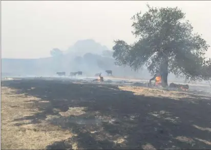  ??  ?? Rancher Aaron Lucich’s cattle are seen grazing on the charred Pepperwood Preserve just days after the 2017 Tubbs Fire. COURTESY