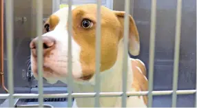  ??  ?? A dog stands in a kennel at the Memphis Animal Service on Friday, Oct. 23, 2020.