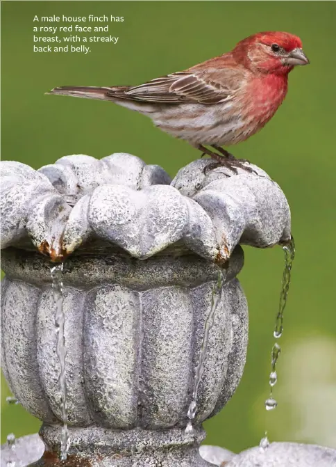  ??  ?? A male house finch has a rosy red face and breast, with a streaky back and belly.