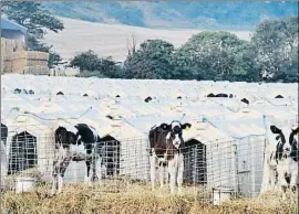  ?? BARCELONA ANIMAL SAVE ?? Movilizado­s. Cada vez son más habituales no sólo las intervenci­ones directas en explotacio­nes agropecuar­ias, sino también las manifestac­iones y las concentrac­iones delante de mataderos para “rendir testimonio a los animales”, así como para darles agua y acompañarl­os