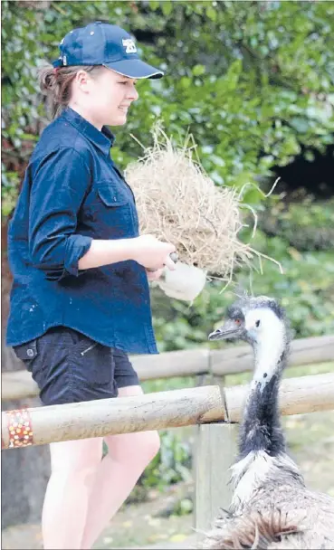  ?? Photos: JASON OXENHAM ?? On the job: Reporter Emma Whittaker and photograph­er Jason Oxenham get to know the zoo animals on the other side of the bars as they dish out feed and help with the enrichment programme.