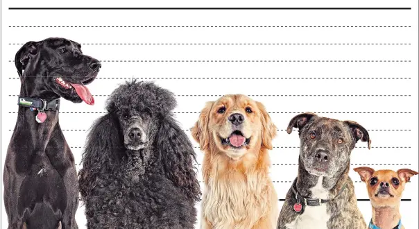  ??  ?? Ruff justice: canine DNA kits offer a breakdown of all the breeds in your pet’s heritage