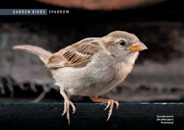  ??  ?? A juvenile sparrow (the yellow gape is the giveaway)