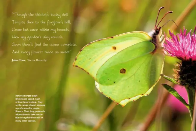  ??  ?? Newly-emerged adult Brimstones spend much of their time feeding. They settle, wings closed, showing a preference for purple flowers. Their long proboscis allows them to take nectar that is beyond the reach of many other species.