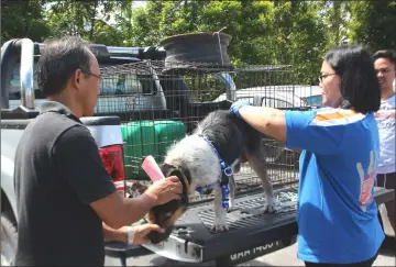  ??  ?? A DVS personnel administer­s the vaccine on a dog during the programme at Taman Malihah multipurpo­se complex.