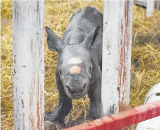  ?? Photo / AP ?? The newborn black rhino calf born at a Michigan zoo on Christmas Eve.