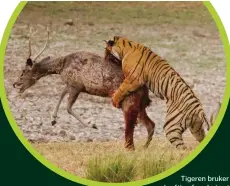  ??  ?? Tigeren bruker de kraftige frambeina til å sette byttet ut av spill før
den biter det i nakken.