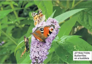  ??  ?? ATTRACTION: Butterflie­s on a buddleia