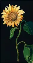  ??  ?? Vivid: A paper sunflower