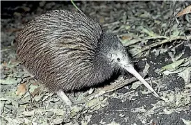  ??  ?? The killed kiwi were part of a re-population scheme in the Hunua Ranges.