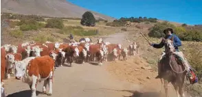  ??  ?? Izquierda: arrieros sureños en plena labor con el ganado. Derecha: detalle de la placa que recuerda el uso del paso andino por el ejército Libertador, en la gesta sanmartini­ana.