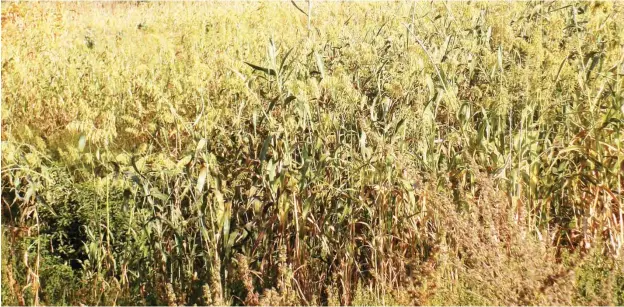  ??  ?? Sorghum farm affected by erractic rainfall