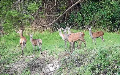  ??  ?? A pest control operation targeting deer, goats, and pigs is aimed at helping the forest in the Maitai River and Roding River catchments recover.