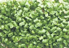  ?? Getty Images ?? A happy crop of microgreen­s.