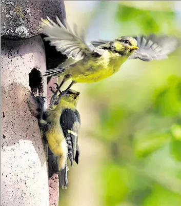  ?? BILD: HOLGER SCHMITT/DPA ?? Zwei junge Blaumeisen sind flügge geworden und verlassen jetzt ihren Nistkasten. Für diese Vogelart eignet sich ein Flugloch mit 27 mm Durchmesse­r am besten.