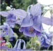  ??  ?? Plants like columbine can become difficult if allowed to shed seeds.