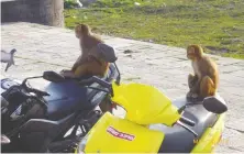  ?? VIOLET ST. CLAIR ?? Where else might you see macaques on motorbikes?