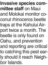  ?? ?? Invasive species committee staff on Maui and Molokai monitor coconut rhinoceros beetle traps at the Kahului Airport twice a month. The beetle is only found on Oahu, and prevention and reporting are critical to catching this pest early should it reach Neighbor Islands.