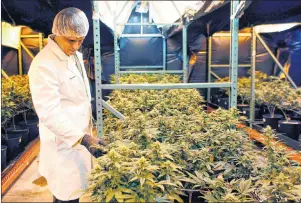  ?? AP PHOTO/RICARDO ARDUENGO ?? In this July 24 photo, Juan Manuel Rodriguez, an investor at Natural Ventures inspects marijuana plants in a bloom room in Caguas, Puerto Rico. Investors in Puerto Rico have spent more than $3 million to obtain licenses issued by the island’s health...
