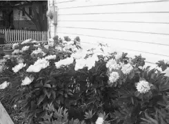  ?? Edmonton Journal/ Files ?? Although these peonies are thriving, those that bud but don’t bloom might be under attack by tiny insects called thrips.