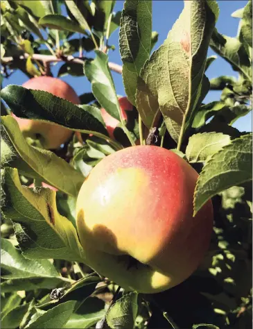  ?? Jordan Fenster / Hearst Connecticu­t Media Group ?? A apple on a tree near Weston. Researcher­s have found a “strong spatial correlatio­n” between century-old orchards and wells contaminat­ed with arsenic in Connecticu­t.