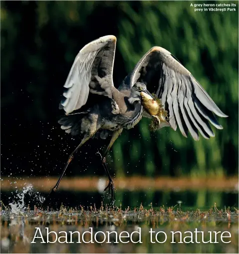  ??  ?? A grey heron catches its prey in Văcăreşti Park
