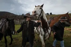  ?? Matthew Abbott, © The New York Times Co. ?? Cara and Anthony Maguire, whose father, Philip, is leading a campaign to stop the culling of wild horses known as brumbies, prepare horses for a ride in Australia on May 21.