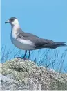  ??  ?? The State of Nature report details a 77% fall in Arctic skua numbers.