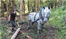  ??  ?? Statt Traktoren kommen in der Forstwirts­chaft wieder Pferde zum Einsatz.