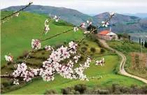  ?? ?? La inmobiliar­ia Azora se ha dejado seducir por los almendros en flor.