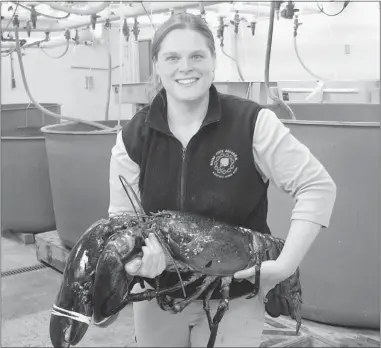  ?? MAINE DEPARTMENT OF MARINE RESOURCES/ REUTERS ?? Maine State Aquarium manager Aimee Hayden- Roderiques holds Rocky, the 11- kilogram lobster, before it was released Thursday after being trapped in a shrimp net last week. The lobster is the largest ever recorded caught in Maine, with claws strong...