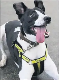  ??  ?? ■ Kingston at Dogs Trust Loughborou­gh, excited to be heading off to his forever home.