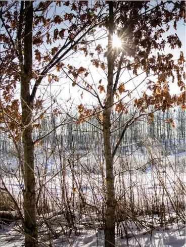  ??  ?? Jørn Vestergaar­d Hansen og borgmester Frands Fischer, Skanderbor­g, er begge tilfredse med, at det lykkedes at udvikle et nyt byområde sammen med etablering­en af en skov. Foto: Joachim Ladefoged