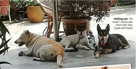  ??  ?? Chilling out: The writer’s family pets
(from left) Julie, Lassie and Puppy.