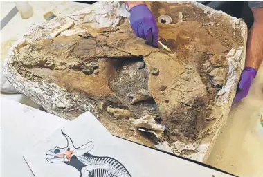  ?? Hyoung Chang, The Denver Post ?? Fossil “preparator” Salvador Bastien performs fine brush work on the bones of a triceratop­s that were discovered at a constructi­on site in Highlands Ranch.