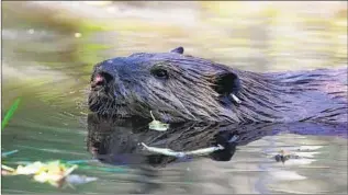  ?? Manuel Valdes Associated Press ?? QUINCY the beaver swims in Washington state after being relocated to work on water systems.